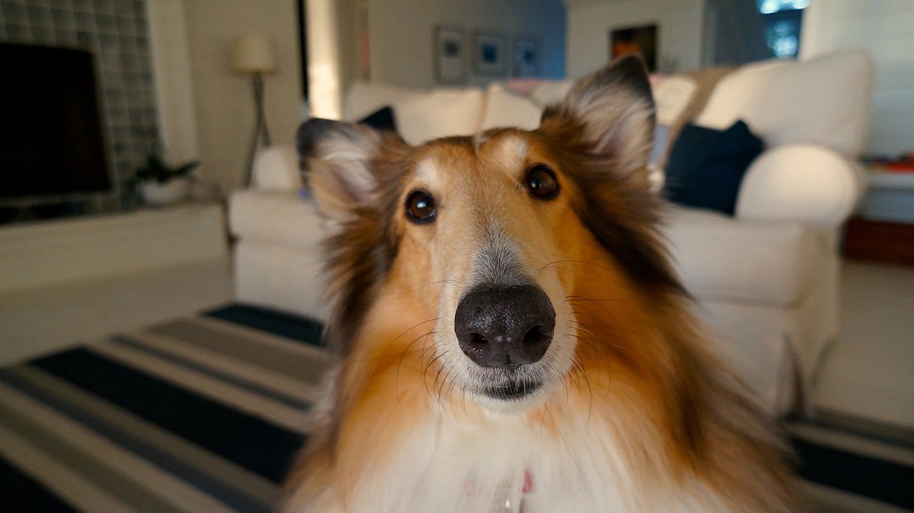 Are Apples Good For Dogs To Eat? Read Before Feeding Apples To Your Dog.