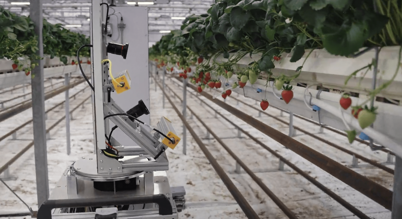 How AI Robots Are Growing Perfect Strawberries Indoors How AI Robots Are Growing Perfect Strawberries Indoors