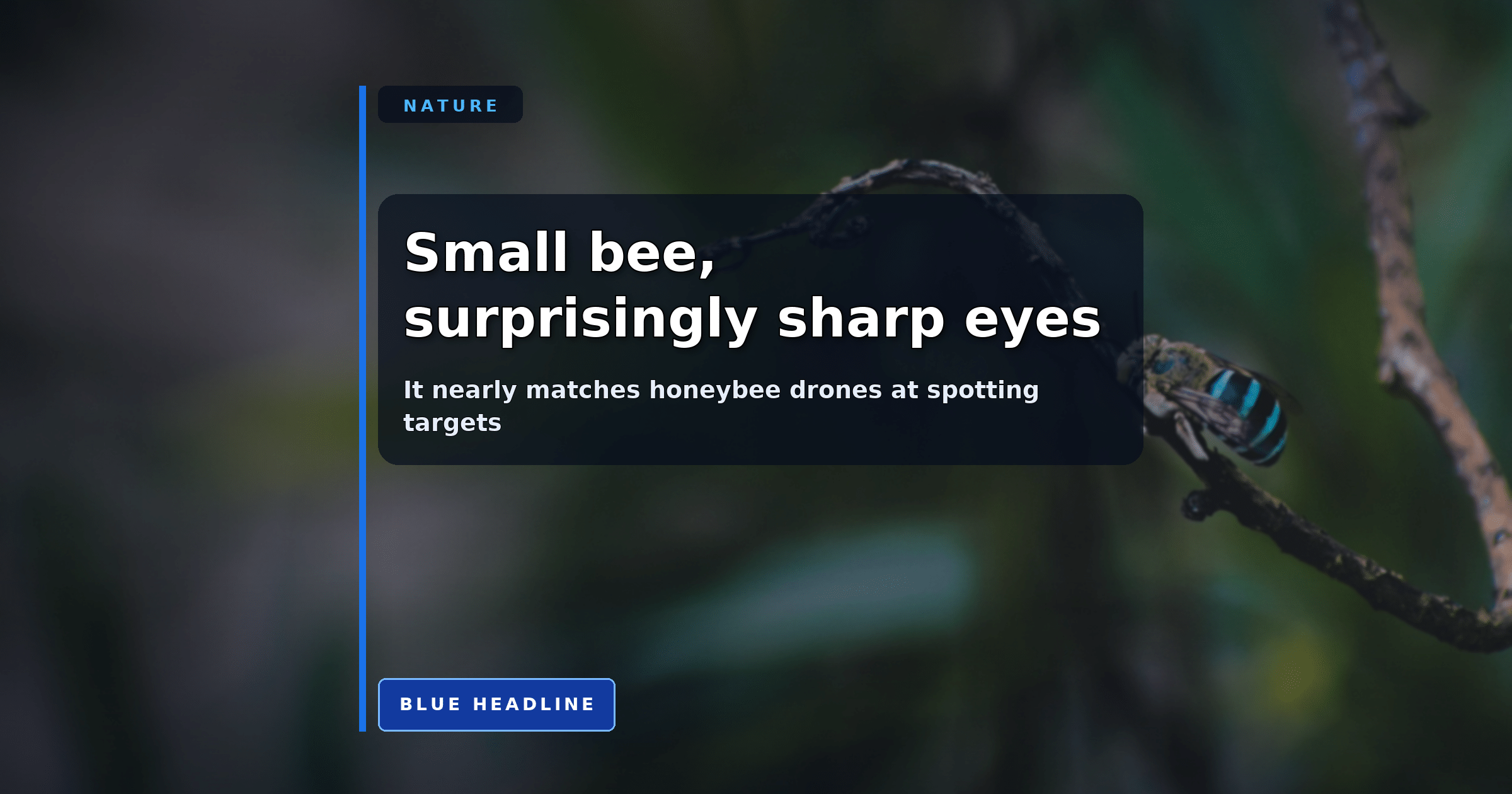 This Tiny Bee Sees Almost as Sharply as a Honeybee Drone